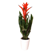 Immagine di Pianta di Bromelia, fiore rosso, vaso in coccio da10cm, altezza 40-45cm