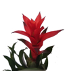 Immagine di Pianta di Bromelia, fiore rosso, vaso in coccio da10cm, altezza 40-45cm