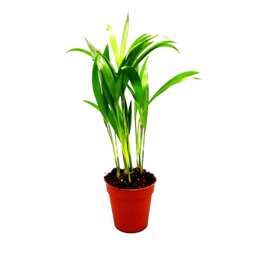 Immagine di Pianta di Areca palma tropicale in vaso da 12cm, altezza 45-50 cm