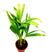 Immagine di Pianta di Areca palma tropicale in vaso da 12cm, altezza 45-50 cm