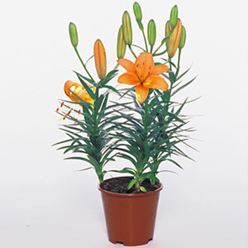 Immagine di Pianta di Lilium in vaso da 13cm, altezza 35-40cm