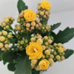 Immagine di Pianta di Kalandiva colore giallo in vaso da 10cm, altezza 25-30cm