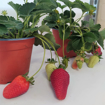 Immagine di Pianta di Fragola in vaso da 14cm, altezza 35-40 cm