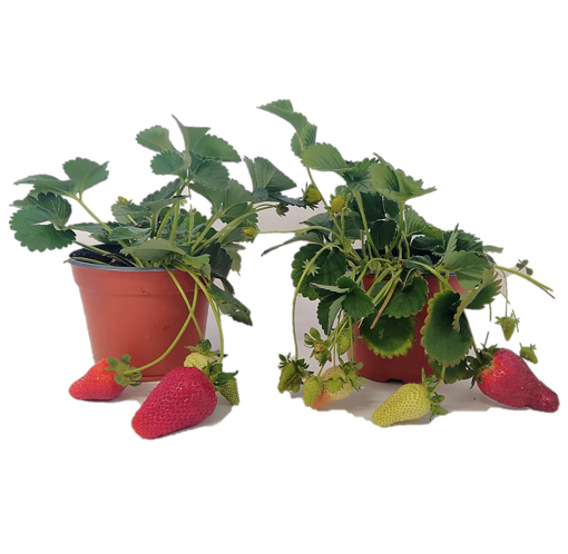 Immagine di Pianta di Fragola in vaso da 14cm, altezza 35-40 cm