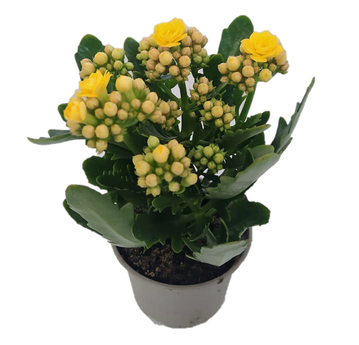 Immagine di Pianta di Kalandiva colore giallo in vaso da 10cm, altezza 25-30cm