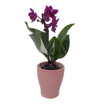 Immagine di Pianta di Orchidea colore viola in vaso di coccio da 6cm, altezza 25-30cm