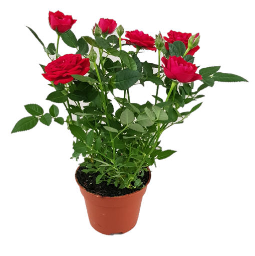 Immagine di Pianta di Rosa colore rosso in vaso da 10cm, altezza 30-35cm