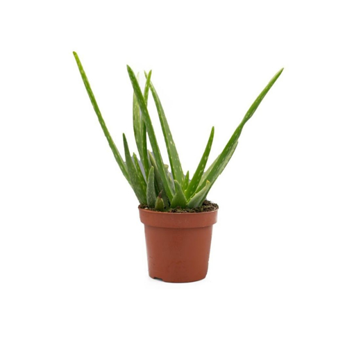 Immagine di Pianta Aloe vera in vaso da 14 cm, altezza 35-40 cm