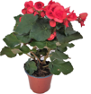 Immagine di Pianta di Begonia rossa in vaso da 14cm, altezza 40-45cm