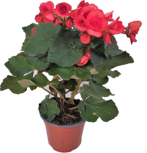 Immagine di Pianta di Begonia rossa in vaso da 14cm, altezza 40-45cm