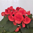 Immagine di Pianta di Begonia rossa in vaso da 14cm, altezza 40-45cm