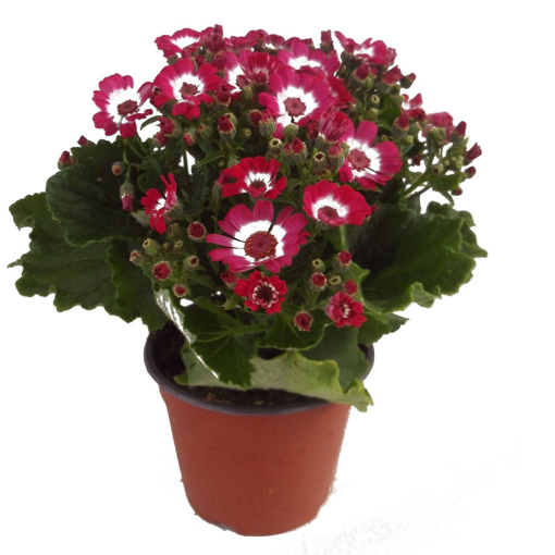 Immagine di Pianta di Cineraria in vaso da 14cm, altezza 35-40cm