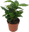 Immagine di Pianta di Coffea arabica in vaso da 12 cm, altezza 30-35 cm