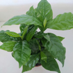 Immagine di Pianta di Coffea arabica in vaso da 12 cm, altezza 30-35 cm