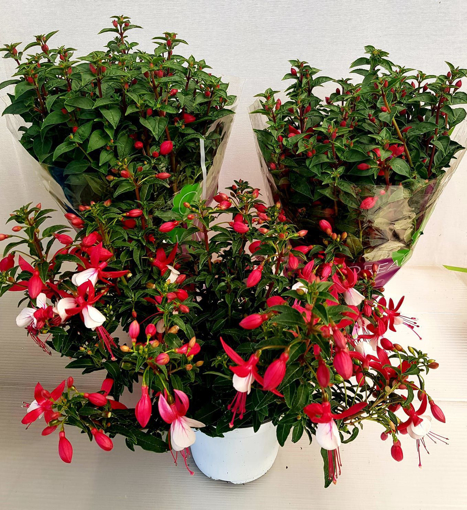 Immagine di Pianta di Fucsia in vaso da 14cm, altezza 35-40cm