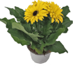 Immagine di Pianta di Gerbera colore giallo in vaso da 14cm, altezza 30-35cm