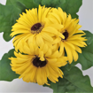 Immagine di Pianta di Gerbera colore giallo in vaso da 14cm, altezza 30-35cm