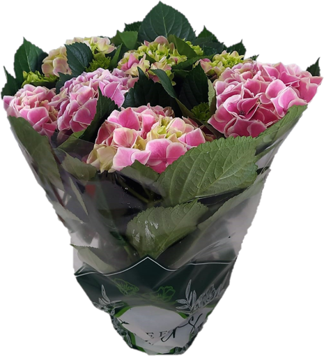 Immagine di Pianta di Ortensia colore rosa-viola in vaso da 15cm, altezza 45-50cm