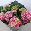Immagine di Pianta di Ortensia colore rosa-viola in vaso da 15cm, altezza 45-50cm