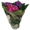 Immagine di Pianta di Ortensia colore rosa-viola in vaso da 15cm, altezza 45-50cm
