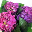 Immagine di Pianta di Ortensia colore rosa-viola in vaso da 15cm, altezza 45-50cm