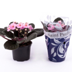 Immagine di Pianta di Saint Paulia colore rosa-fucsia-viola in vaso da 12cm, altezza 30-35cm