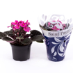Immagine di Pianta di Saint Paulia colore rosa-fucsia-viola in vaso da 12cm, altezza 30-35cm