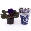 Immagine di Pianta di Saint Paulia colore rosa-fucsia-viola in vaso da 12cm, altezza 30-35cm