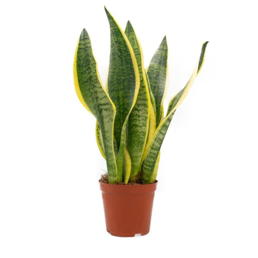 Immagine di Pianta di San severia laurenti in vaso da 12 cm, altezza 35-40cm