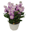 Immagine di Pianta di Violaciocca colore lilla-fucsia in vaso da 14cm, altezza 35-40cm
