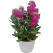 Immagine di Pianta di Violaciocca colore lilla-fucsia in vaso da 14cm, altezza 35-40cm