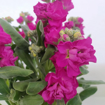 Immagine di Pianta di Violaciocca colore lilla-fucsia in vaso da 14cm, altezza 35-40cm