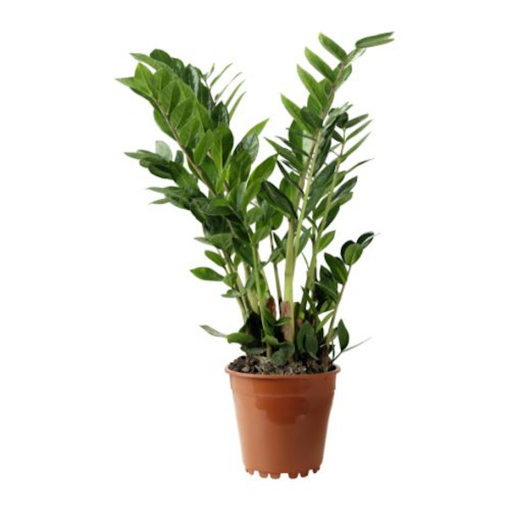 Immagine di Pianta di Zamioculcas in vaso da 12cm, altezza 35-40cm