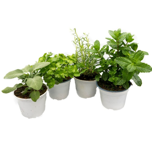 Immagine di Piante aromatiche in vaso da 14cm, salvia, prezzemolo, origano, menta, kit da 4 pezzi