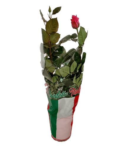 Immagine di Pianta di Rosa cespuglio in vaso da 17cm, altezza 80-90 cm