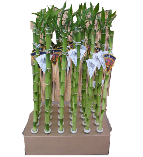 Immagine di Lucky bamboo stelo in ampollina, 1 pezzo, altezza 40-45 cm
