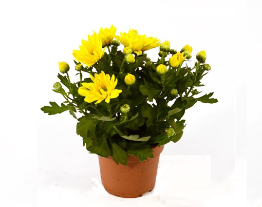 Immagine di Pianta di Crisantemo colore giallo in vaso da 12 cm, altezza 30-35 cm