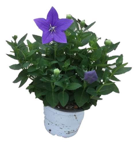 Immagine di Pianta di Platycodon in vaso da 14cm, altezza 35-40 cm
