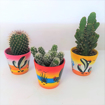 Immagine di Pianta grassa in vaso da 10 cm a tema Messico, 1 pezzo assortito, altezza 30-35 cm