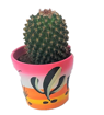 Immagine di Pianta grassa in vaso da 10 cm a tema Messico, 1 pezzo assortito, altezza 30-35 cm