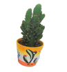 Immagine di Pianta grassa in vaso da 10 cm a tema Messico, 1 pezzo assortito, altezza 30-35 cm