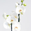 Immagine di Pianta di Orchidea, vaso 12cm, h.60-70cm, 1 ramo, fiori colorati, bianchi