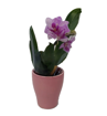 Immagine di Pianta di orchidea colore rosa screziato in vaso di coccio rosa da 6cm, altezza 25-30cm