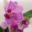 Immagine di Pianta di orchidea colore rosa screziato in vaso di coccio rosa da 6cm, altezza 25-30cm