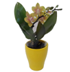 Immagine di Pianta di orchidea colore giallo in vaso di coccio da 6cm, altezza 25-30cm