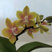 Immagine di Pianta di orchidea colore giallo in vaso di coccio da 6cm, altezza 25-30cm
