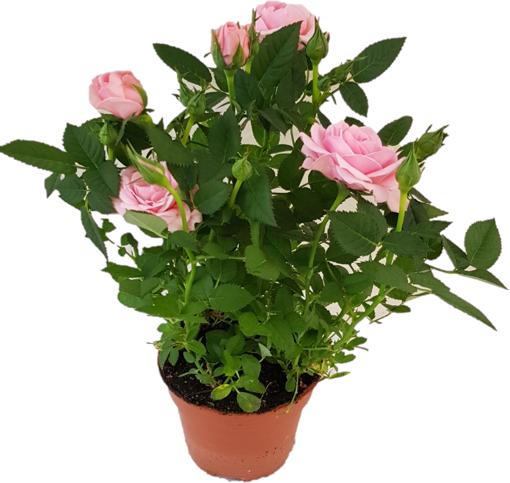 Immagine di Pianta di rosa colore rosa in vaso da 10cm, altezza 30-35cm