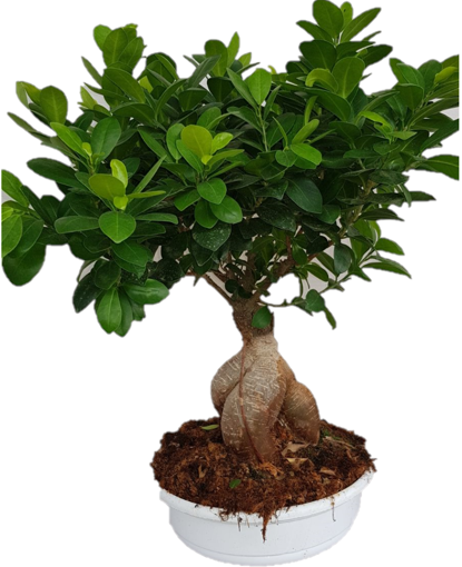 Immagine di Bonsai ginseng in ciotola da 24cm, altezza 45-50 cm