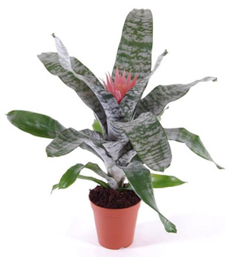 Immagine di Pianta di Aechmea fasciata in vaso da 15cm, altezza 45-50 cm