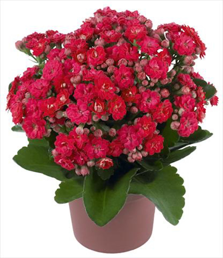 Immagine di Pianta di Kalandiva colore rosa/rosso in vaso da 15cm, altezza 35-40cm